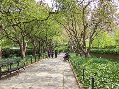 Central Park cherry trees in spring